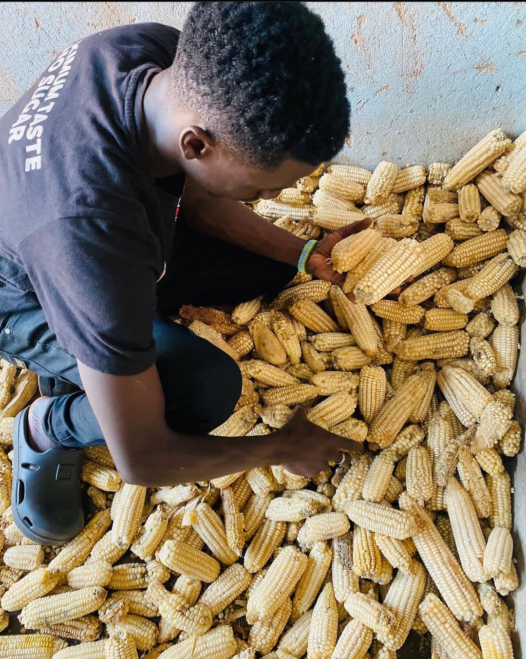 Young man sorting the maize harvest at Kwaja Uganda
